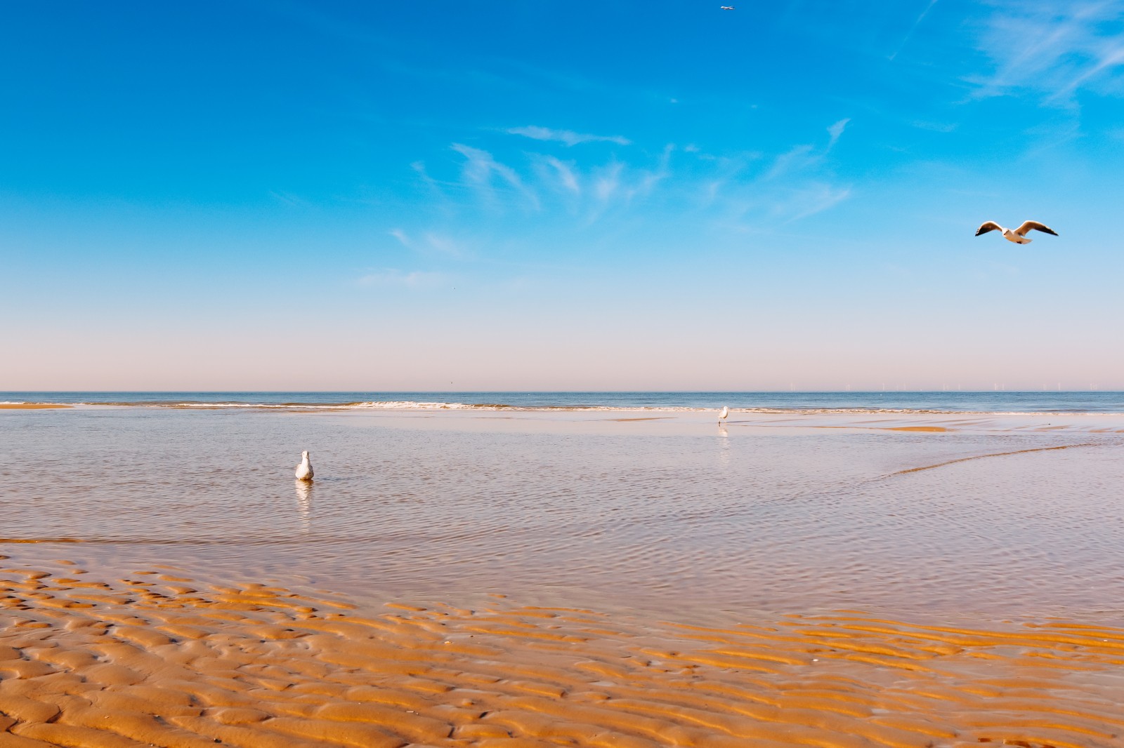 zomers_strand_meeuwen2.jpg