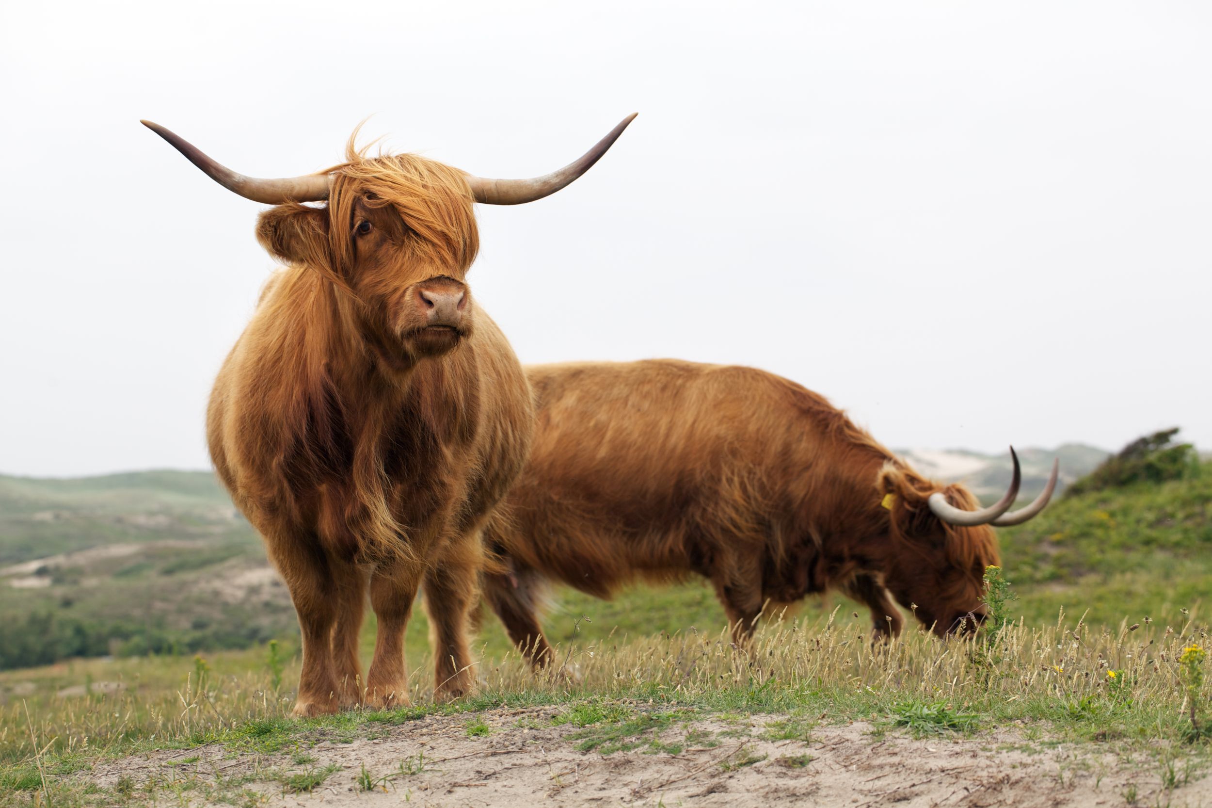 hooglanders-duinen-noordzee-kust.jpg