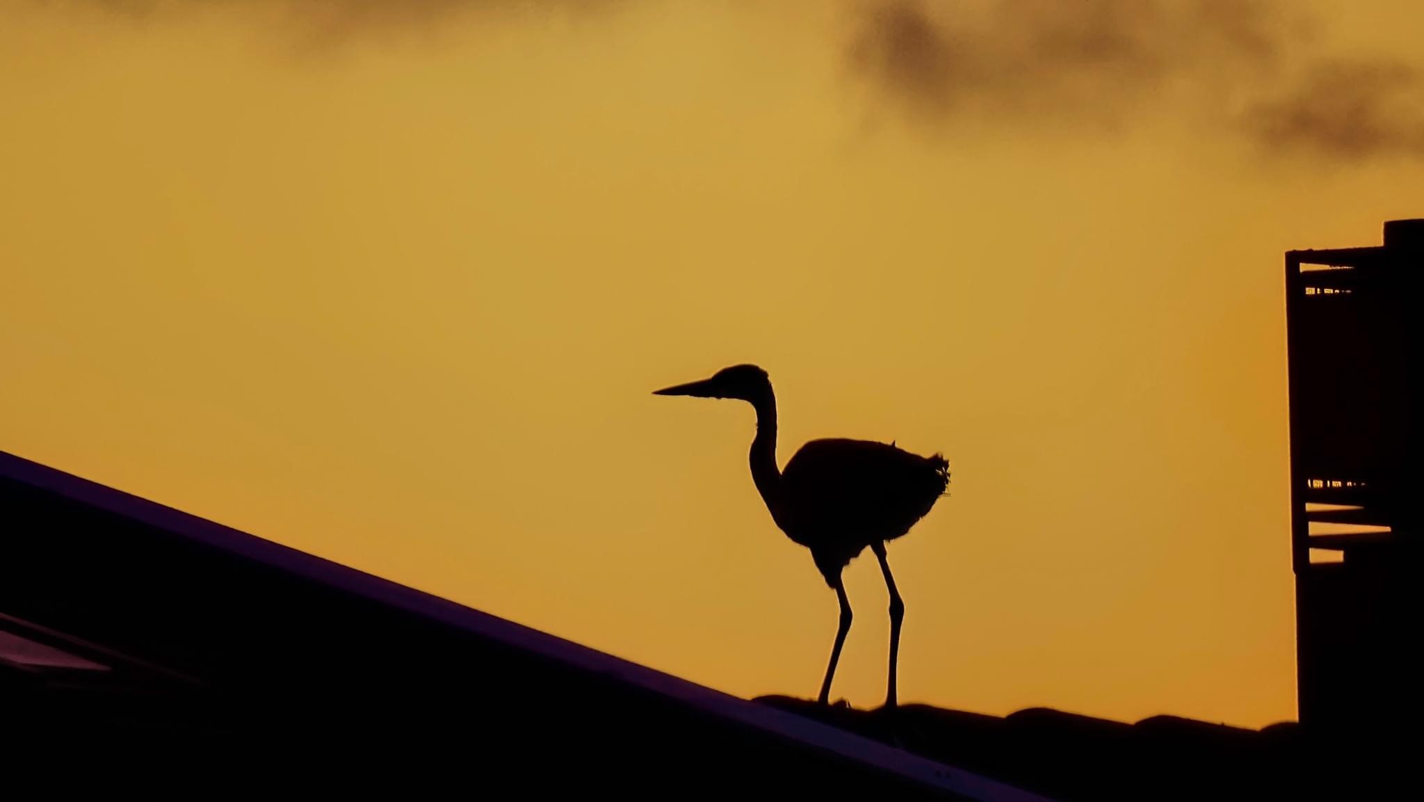 Vogel spotten egmond zonsondergang.jpg