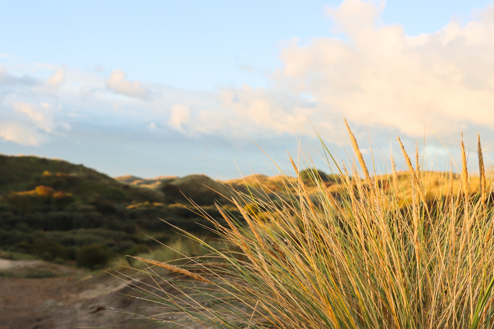 Duinen_najaar02.jpg